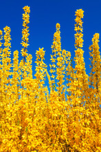 Yellow Forsythia Bush In Front Of Blue Sky
