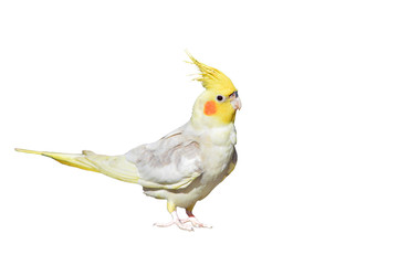 Cockatiel