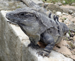 Poster - big lizard portrait