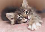 Fototapeta Tulipany - Small kitten