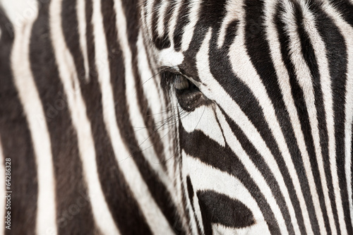 Dekoracja na wymiar  szczegoly-zebra