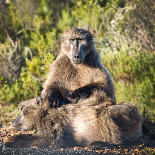 Fotografia, Obraz Baboons, Cape of Good Hope, South Africa