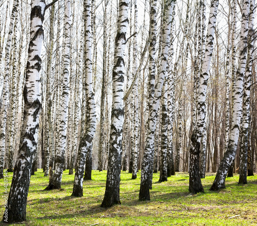 Fototapeta do kuchni First spring greens in april sunny birch grove