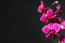 Pink Orchid On Black