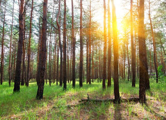 Canvas Print - Sunrise in a pine forest