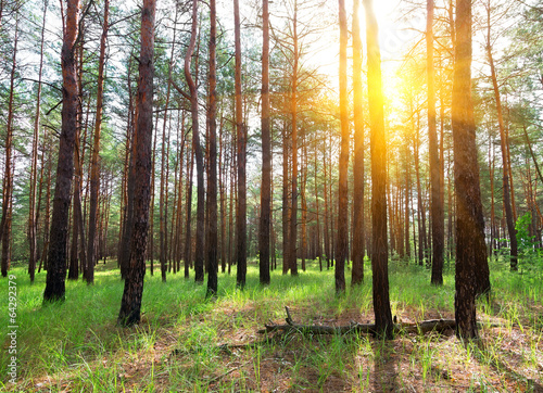 Naklejka dekoracyjna Sunrise in a pine forest