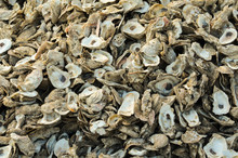 Oyster Shells Pile