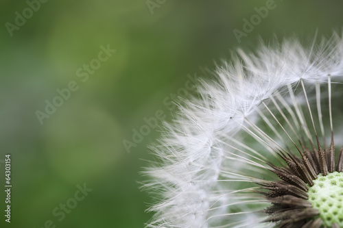 Naklejka na szybę dandelion macro