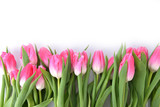 Fototapeta Tulipany - pink tulips