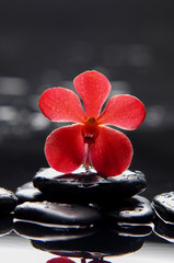 still life with red orchid on pebble