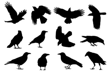 Wall Mural - crow silhouettes