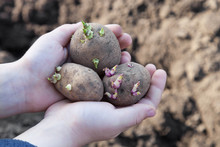 Plants Potatoes For New Season