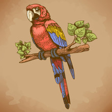 Vector Engraving Big Blue Parrot On A Branch