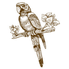Vector Engraving Big Blue Parrot On A Branch