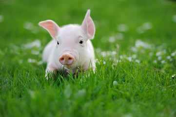 Wall Mural - Young pig on a green grass