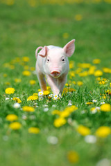 Wall Mural - Young pig on a green grass