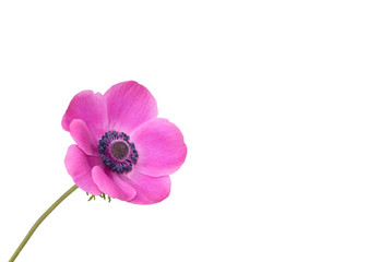 Wall Mural - Anemone