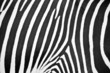Zebra Muster / Fell