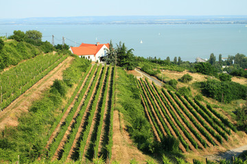 Wall Mural - Badacsony - Balaton