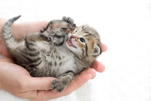 Newborn Kitten In Hand