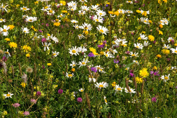 Canvas Print - Blumenwiese