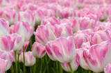 Fototapeta Tulipany - Tulipes