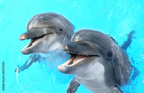 Zdjęcie XXL Cieszę się, że piękny delfin uśmiechając się w niebieskiej wodzie basen