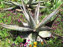 Mountain Aloe (aloe Marlothii)