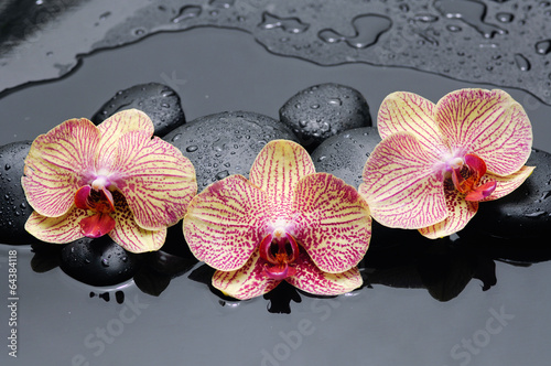 Naklejka - mata magnetyczna na lodówkę three orchid and pebbles on wet background