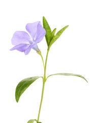 Fototapete - Beautiful periwinkle flower, isolated on white