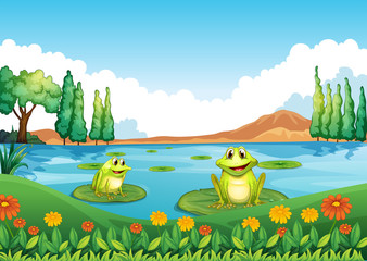 Two playful frogs at the pond