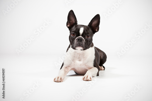 boston-terrier