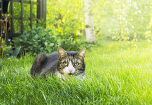 Gray Cat With White Chest And Pink Nose In Garden Grass
