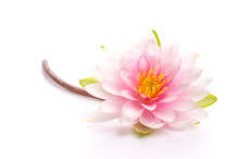 Lotus Flower Isolated White Background