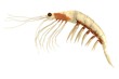 realistic 3d render of crustacean - krill