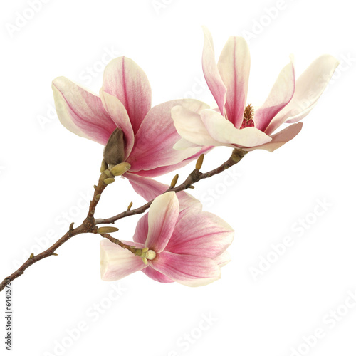 Naklejka dekoracyjna magnolia