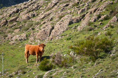 Fotografie, Obraz vaca en la montaña de leon, picos de europa