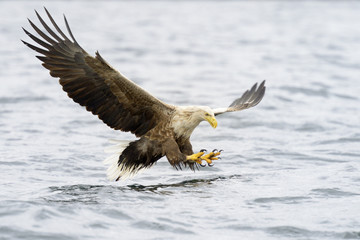 Wall Mural - White-tailed Eagle catching fish.