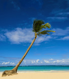 Fototapeta  - Exotic palm tree on sandy Caribbean beach