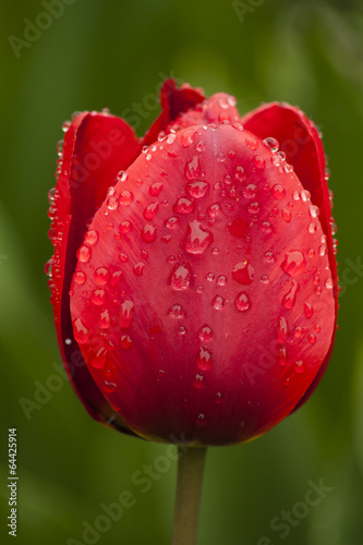 Obraz w ramie Tulip flower after the rain