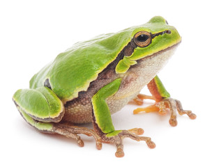 tree frog