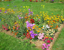 Massif De Fleurs Dans Un Jardin Public Au Printemps