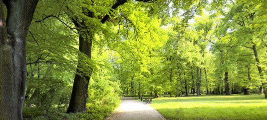 Lush forest  