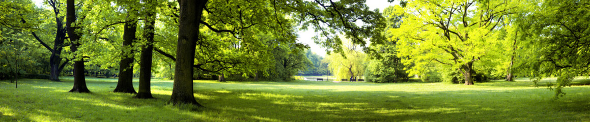 lush forest