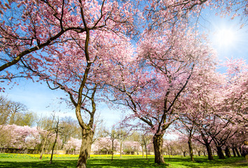 Fotomurales - Blütenwunder: Park mit Japanischen Kirschblüten :)