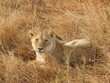 Sarengeti Lion