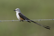 Male Scissor-tailed Flycatcher Perched On Fence Wire - Texas