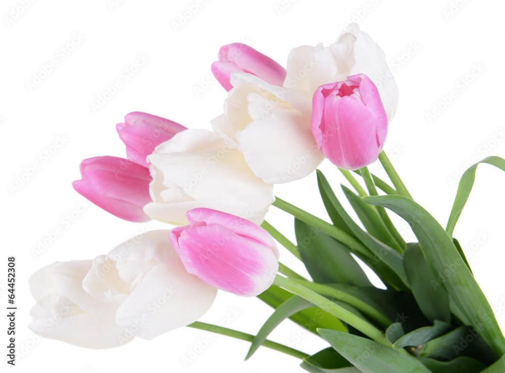 Beautiful tulips in bucket isolated on white
