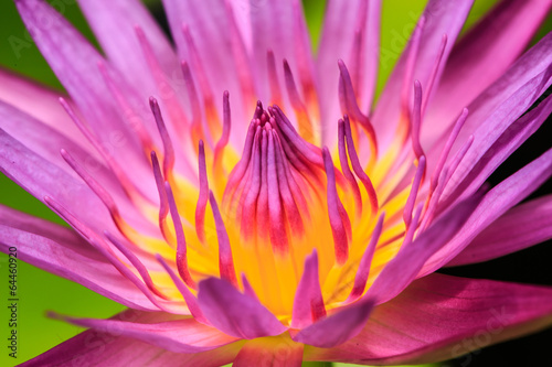 Naklejka na kafelki lotus