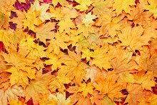 Colorful Background Of Yellow Autumn Leaves